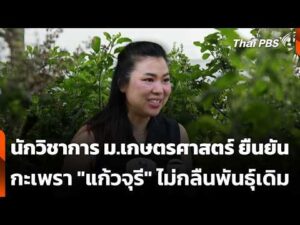 นักวิชาการ ม.เกษตรศาสตร์ ยืนยันกะเพรา “แก้วจุรี” ไม่กลืนพันธุ์เดิม | 27 ต.ค. 69