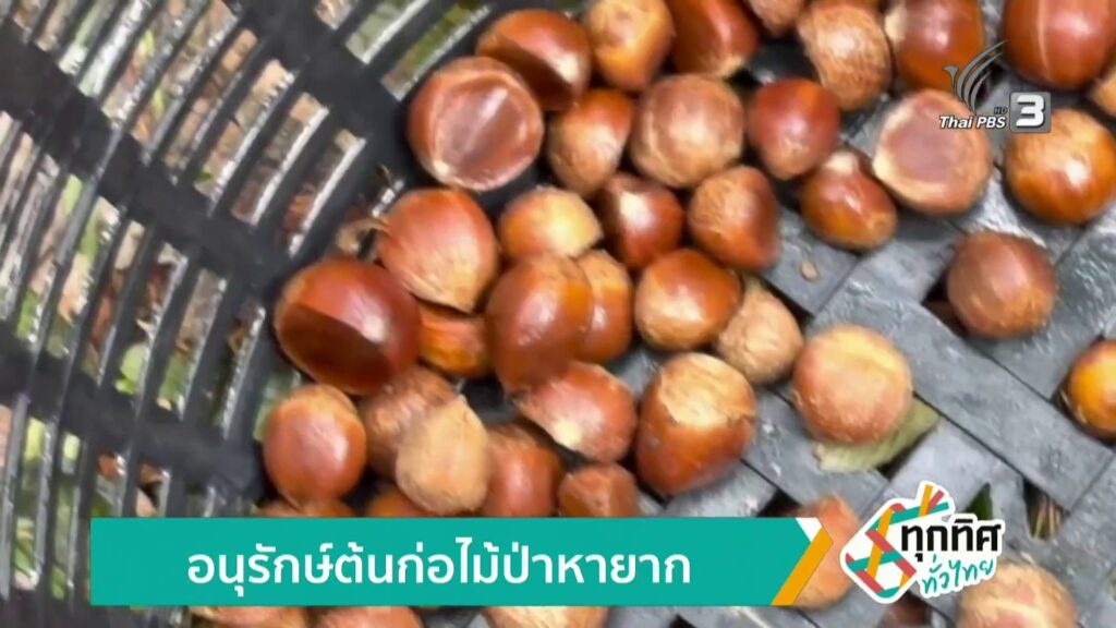 อนุรักษ์ต้นก่อไม้ป่าหายาก-ข่าวใต้แลได้ที่เรา-news-#