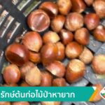 อนุรักษ์ต้นก่อไม้ป่าหายาก-ข่าวใต้แลได้ที่เรา-news-#