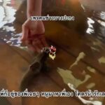 พี่ก็อยู่ของพี่เฉยๆ-หนูมาหาพี่เอง-โคตรน่ารักเลย-(feed-gener-|-2026-10-29-02:38:00
