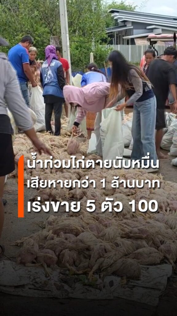 น้ำท่วมฉับพลันฟาร์มไก่กำแพงเพชร-ไก่เสียชีวิตนับหมื่นตัว-เสียหายกว่
