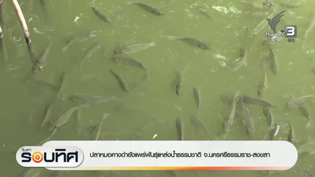 ปลาหมอคางดำยังแพร่พันธุ์แหล่งน้ำธรรมชาติ-จ.นครศรีธรรมราช-สงข