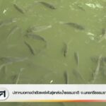 ปลาหมอคางดำยังแพร่พันธุ์แหล่งน้ำธรรมชาติ-จ.นครศรีธรรมราช-สงข
