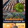 ตามสั่งร้องจ๊าก ไข่-ผักแพงมาก กะเพราพุ่งถุงละ 800 อัพเดทข่าว