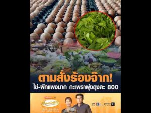 ตามสั่งร้องจ๊าก ไข่-ผักแพงมาก กะเพราพุ่งถุงละ 800 อัพเดทข่าว
