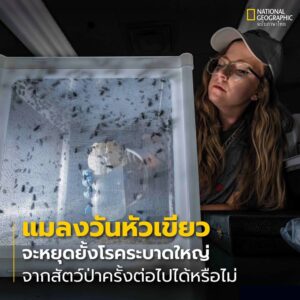 แมลงวันหัวเขียวอันต่ำต้อยขึ้นชื่อเรื่องการกินมูลและซากสัตว์