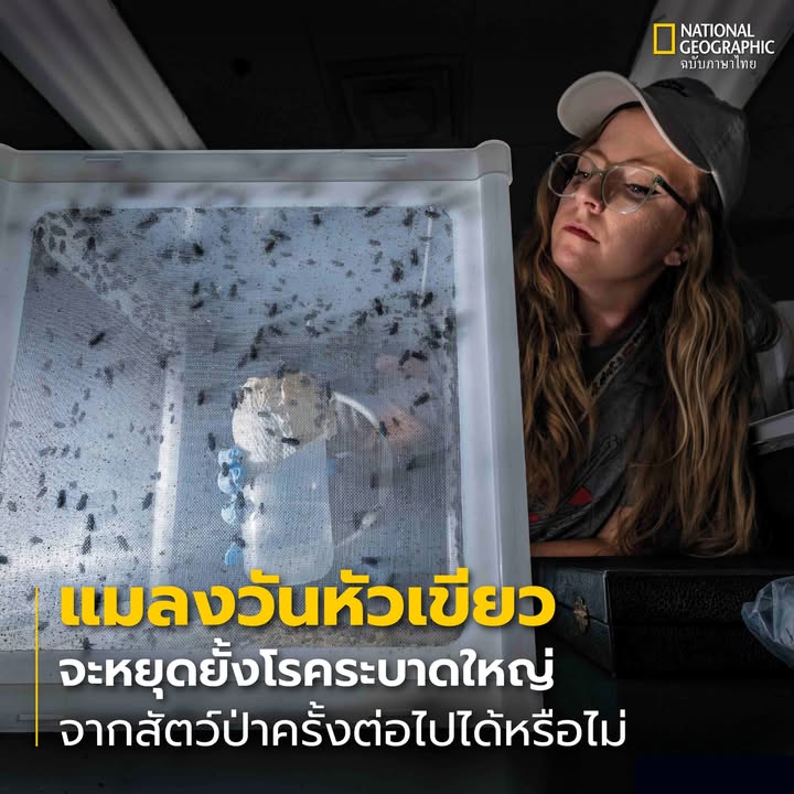 แมลงวันหัวเขียวอันต่ำต้อยขึ้นชื่อเรื่องการกินมูลและซากสัตว์
