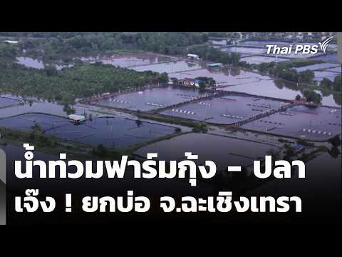 น้ำท่วมฟาร์มกุ้งปลา เจ๊ง ยกบ่อ จ.ฉะเชิงเทรา 6 ต.ค. 69