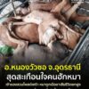 -อหนองวัวซอ-จ.อุดรธานี-จิตใจทำด้วยอะไร…-วางยาเบื่อหมาเสียชีวิต