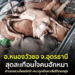 -อหนองวัวซอ-จ.อุดรธานี-จิตใจทำด้วยอะไร…-วางยาเบื่อหมาเสียชีวิต