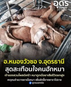 -อหนองวัวซอ-จ.อุดรธานี-จิตใจทำด้วยอะไร…-วางยาเบื่อหมาเสียชีวิต