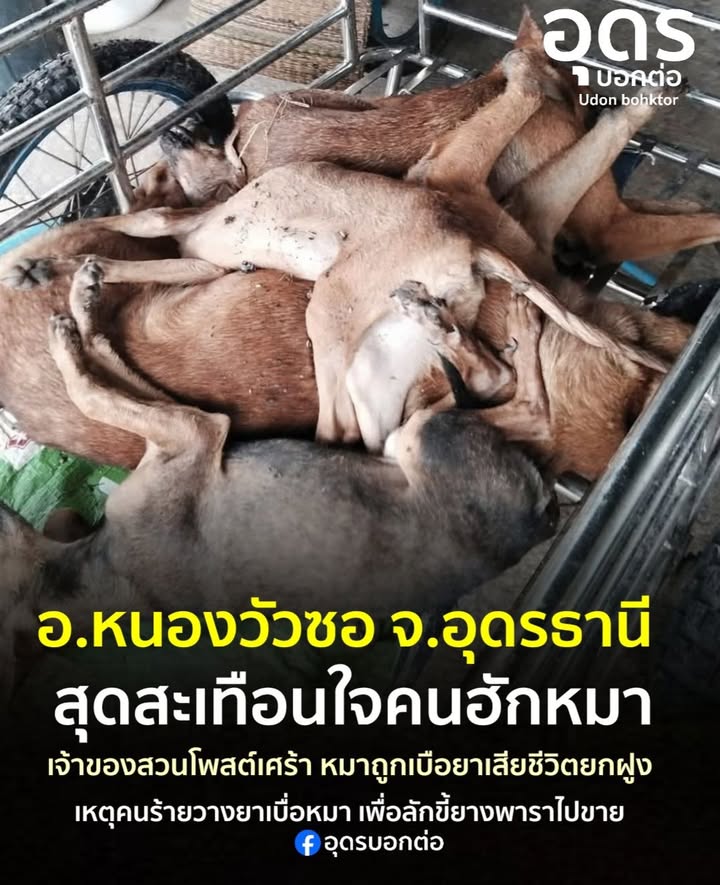 -อหนองวัวซอ-จ.อุดรธานี-จิตใจทำด้วยอะไร…-วางยาเบื่อหมาเสียชีวิต