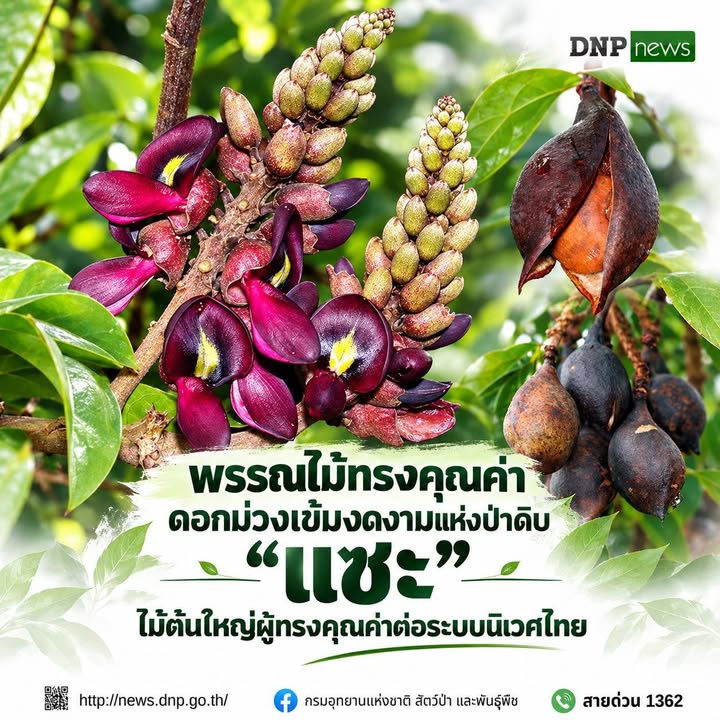 ðð¡ð¤ð§ð-:-พรรณไม้ทรงคุณค่า-ดอกม่วงเข้มงดงามแห่งป่าดิบ-แซะ-ไม