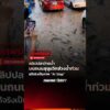 คลิปปลาว่ายน้ำบนถนนช่วงน้ำท่วม แท้จริงเป็นภาพ AI Slop : Truth-Take a look at ให้ชัวร์ กับ Thai PBS Compare