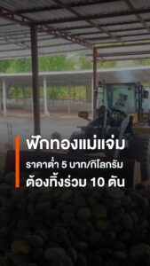 ฟักทองแม่แจ่มราคาตกเหลือ-3-5-บาท/กก.-ผลผลิต-10-ตันถูกนำไปทิ้