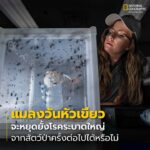 แมลงวันหัวเขียวอันต่ำต้อยขึ้นชื่อเรื่องการกินมูลและซากสัตว์