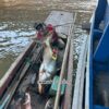 บึก70โล-ตอนนี้ปลาบึกมาอยู่บริเวณสะพานข้ามแม่น้ำบางปะกง-บางน-|-2026-10-08-03:12:00