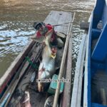 บึก70โล-ตอนนี้ปลาบึกมาอยู่บริเวณสะพานข้ามแม่น้ำบางปะกง-บางน-|-2026-10-08-03:12:00