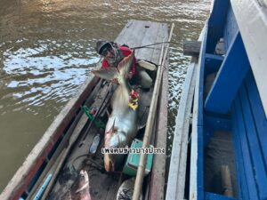 บึก70โล-ตอนนี้ปลาบึกมาอยู่บริเวณสะพานข้ามแม่น้ำบางปะกง-บางน-|-2026-10-08-03:12:00