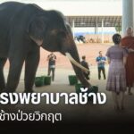 คณะสัตวแพทยศาสตร์-มหาวิทยาลัยเชียงใหม่-จัดพิธีเปิด-อาคารโรงพ