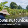 ต้นกล้วยไข่เริ่มยืนต้นเสียชีวิตและไม่สามารถให้ผลผลิตได้-หลังน้ำจาก