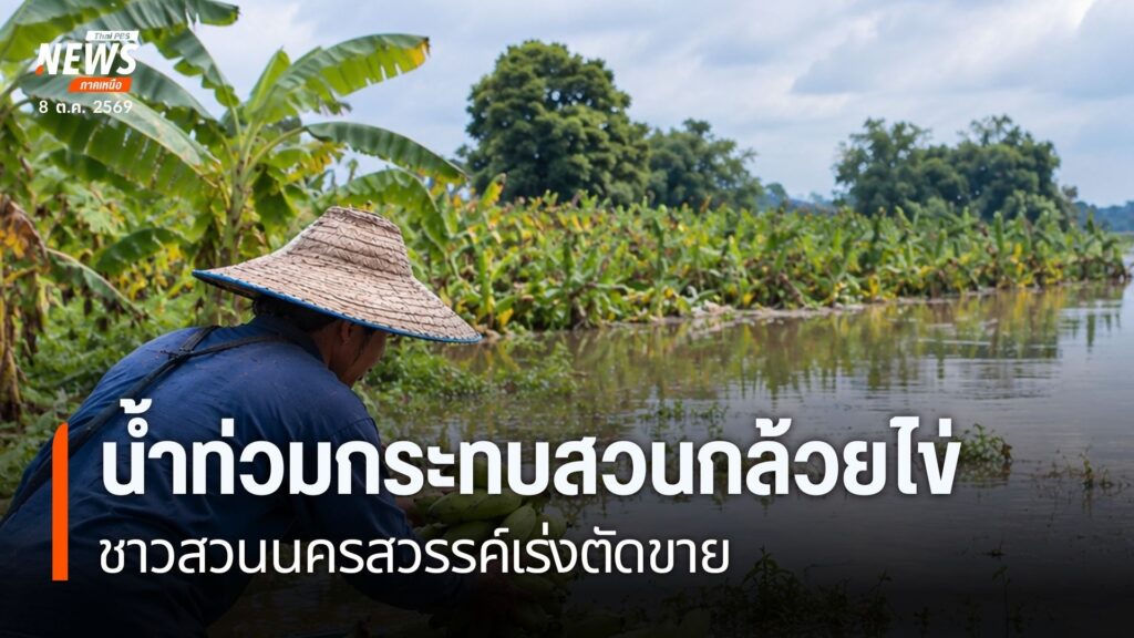 ต้นกล้วยไข่เริ่มยืนต้นเสียชีวิตและไม่สามารถให้ผลผลิตได้-หลังน้ำจาก