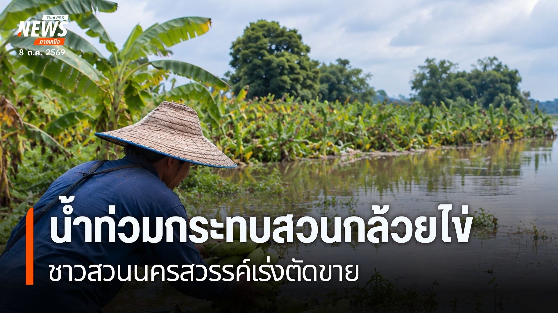 ต้นกล้วยไข่เริ่มยืนต้นเสียชีวิตและไม่สามารถให้ผลผลิตได้-หลังน้ำจาก