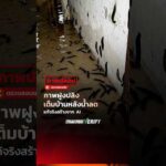 ภาพฝูงปลิงเต็มบ้านหลังน้ำลด แท้จริงสร้างจาก AI : Truth-Compare ให้ชัวร์ กับ Thai PBS Compare