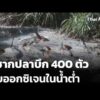 กู้ซากปลาบึก 400 ตัว พบออกซิเจนในน้ำต่ำ | ข่าวค่ำ 9 ต.ค. 69