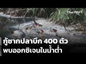 กู้ซากปลาบึก 400 ตัว พบออกซิเจนในน้ำต่ำ | ข่าวค่ำ 9 ต.ค. 69