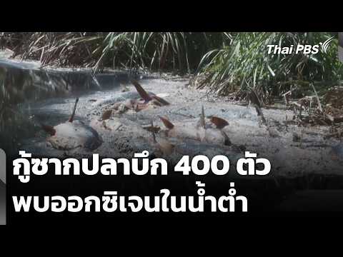 กู้ซากปลาบึก 400 ตัว พบออกซิเจนในน้ำต่ำ | ข่าวค่ำ 9 ต.ค. 69